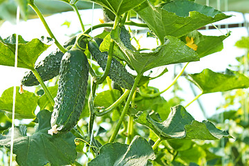 Image showing Cucumbers ripen in film greenhouse