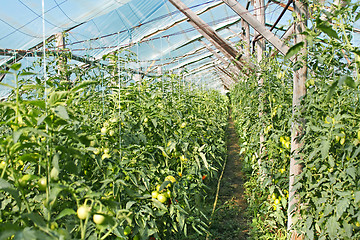 Image showing Film greenhouse with ripening tomatoes