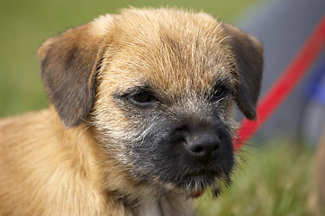 Image showing Border terrier