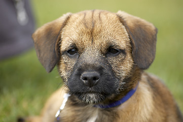 Image showing Border terrier