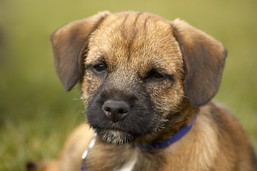Image showing Border terrier