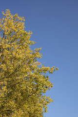 Image showing Autumn