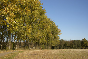 Image showing Autumn trees