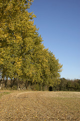 Image showing Autumn trees