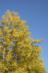 Image showing Autumn