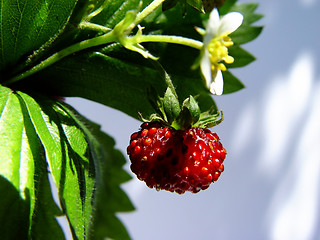 Image showing wild strawberry