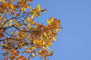 Image showing Autumn