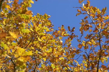 Image showing Autumn