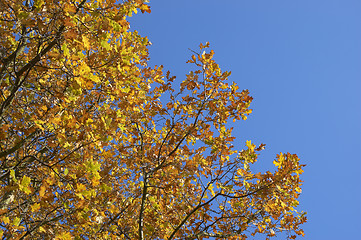 Image showing Autumn