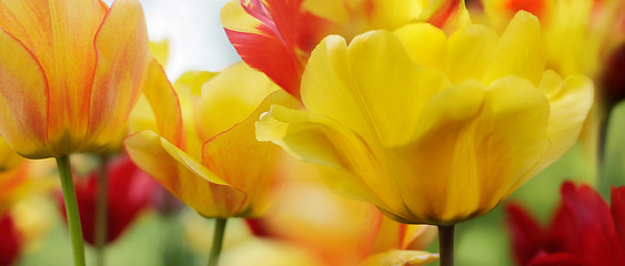 Image showing tulips in spring