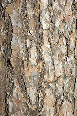 Image showing Bark