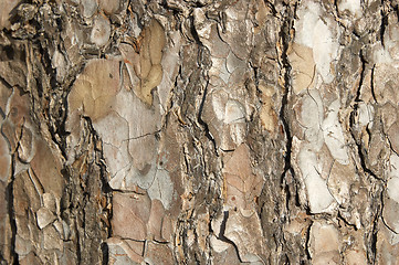 Image showing Bark