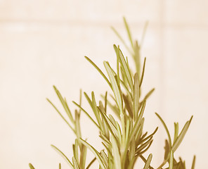 Image showing Retro looking Rosemary plant