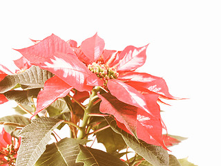 Image showing Retro looking Poinsettia