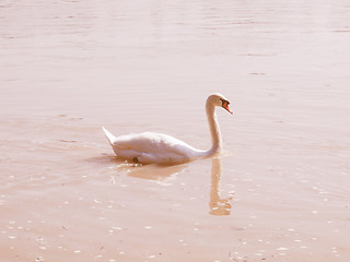 Image showing Retro looking Swan bird