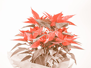 Image showing Retro looking Poinsettia Christmas star