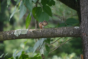Image showing Chipmunk on the tree