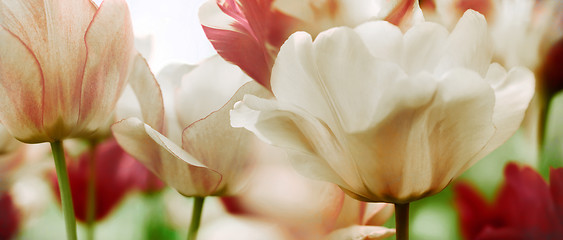 Image showing spring tulips in a garden, high key