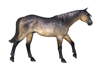 Image showing Grulla Horse on White