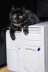 Image showing Cat and desktop computers