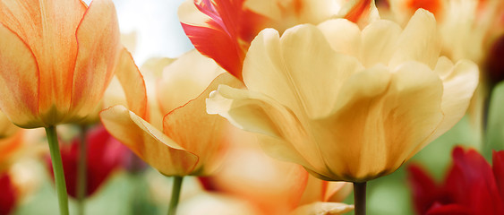 Image showing spring tulips in a garden, high key