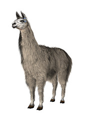 Image showing Llama or Lama on White