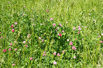 Image showing Clover flowering on the meadow