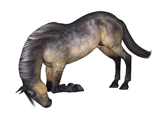 Image showing Grulla Horse on White