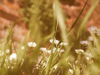 Image showing Retro looking Daisy picture