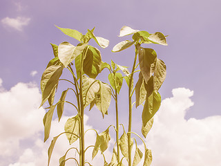 Image showing Retro looking Plug pepper plant