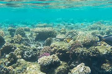 Image showing Underwater coral reefs