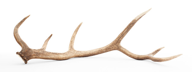 Image showing Large antler isolated on white background