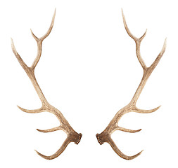 Image showing Large antler isolated on white background