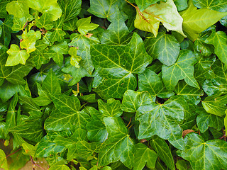 Image showing Green ivy background