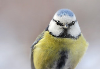 Image showing Eurasian Blue Tit