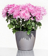 Image showing Pink Asters Flower