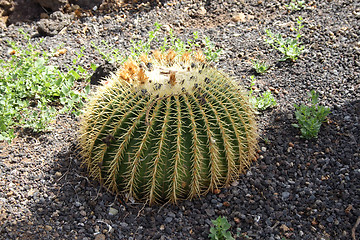 Image showing Cactus ball