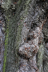 Image showing Old tree bark closeup