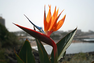 Image showing Parrot flower