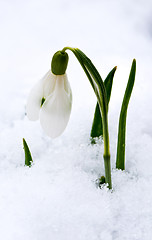 Image showing Snowdrop in snow