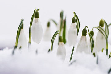 Image showing Snowdrops in snow