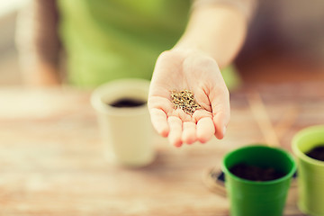 Image showing close up of woman hand holding seeds