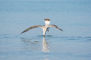 Image showing Mediterranean gull in flight diving for fish in the water