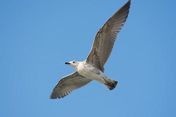 Image showing Common yellow-legged gull soars in the sky