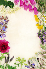 Image showing Natural Flower and Herb Medicine