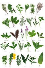 Image showing Large Herb Selection