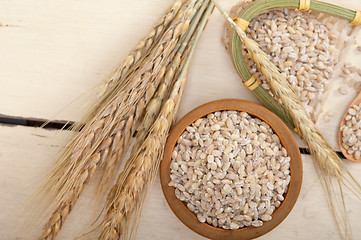 Image showing organic barley grains