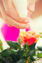 Image showing close up of woman hand spraying rose flower