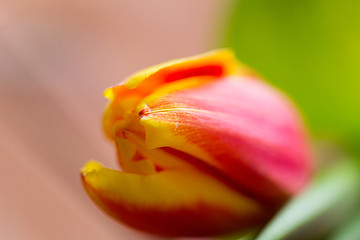 Image showing close up of tulip flower