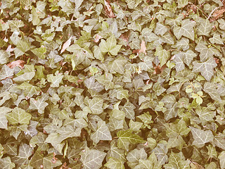 Image showing Retro looking Ivy